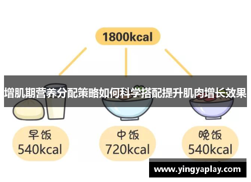 增肌期营养分配策略如何科学搭配提升肌肉增长效果